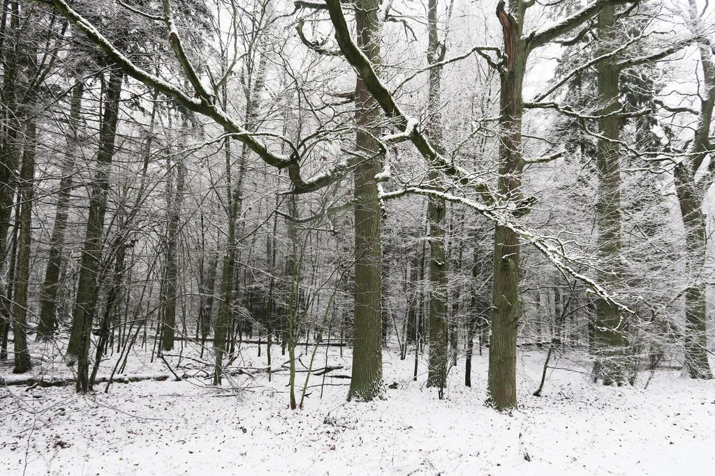Gasthaus Cztery Pory Roku Białowieża Exterior foto