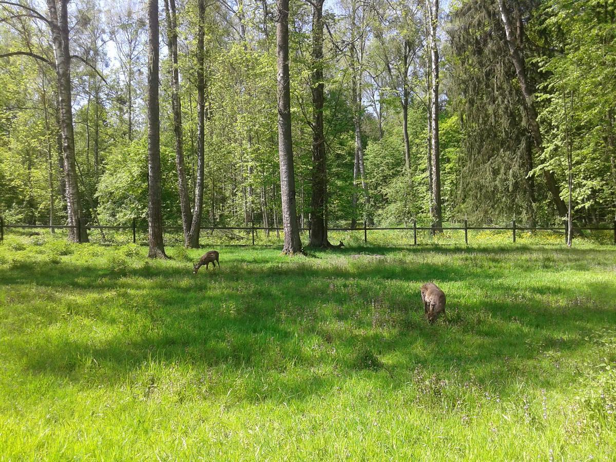 Gasthaus Cztery Pory Roku Białowieża Exterior foto