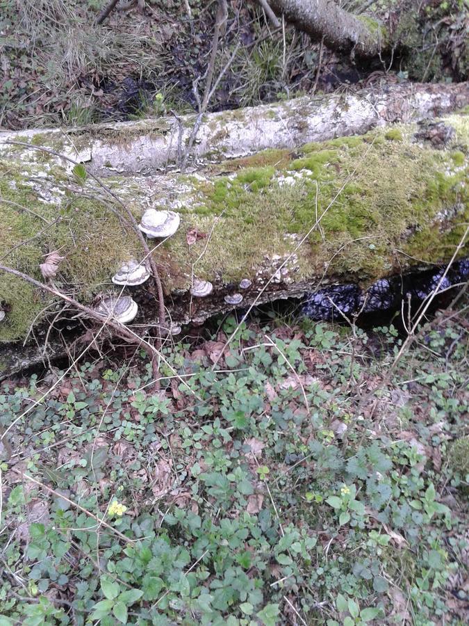 Gasthaus Cztery Pory Roku Białowieża Exterior foto