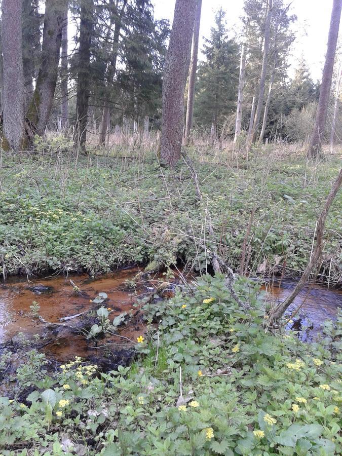 Gasthaus Cztery Pory Roku Białowieża Exterior foto